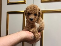 Üst kalite sağlık ırk garantili poodle yavrular