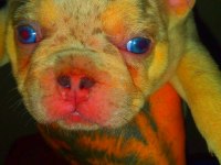 Egzotik lilac merle tan isabella carrier french bulldog