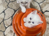 Kar beyaz maviş british shorthair yavrular