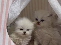British Longhair Silver Yavrular 50 Günlük