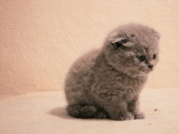 British shorthair erkek ve dişi bebekler