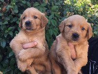 Golden retriever yavrular