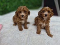 Minik Maltipoo Yavrularımız