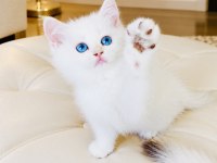 Şecereli British Shorthair Golden Point Erkek Yavru