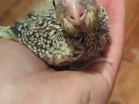 ELE ALIŞIK BEBEK SULTAN PAPAĞANLAR