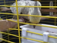 Acil iki adet sultan papağanı