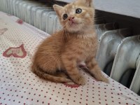 YAVRU KEDİLERİMİ ÜCRETSİZ SAHİPLENDİRİYORUM