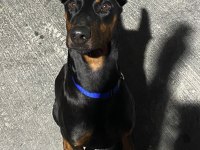 12 Aylık Dişi Doberman