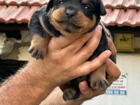 Orijinal rottweiler yavrular