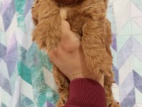 TOY MALTİPOO YAVRULARIMIZ