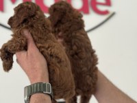 Petmede köpek çiftliğinde ziyarete açık toy poodle