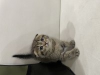 Golden tabby scottish fold