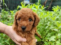 A kalite toy poodle yavrularımız