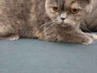 British shorthair kızımızı sahiplendirmek istiyoruz
