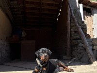 Dişi Erkek Rottweiler Yavrular