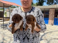 Kore toy poodle yavrularımız