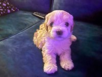 ÇOK TATLI YAVRU KÖPEĞİMİZ