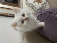 2 Aylık Erkek british longhair