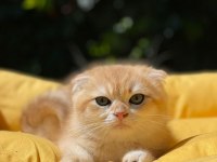 Hemen Teslim Scottish Fold Güzellikler