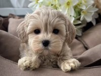 Kore maltipoo yavruları