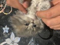 2 aylık şirin british longhair yavrular