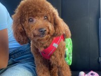 Erkek Safkan Poodle Köpeğimize Dişi Eş Arıyoruz