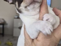 Minik Şivava Köpekler