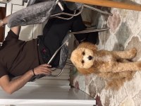 Adı Karamel 6 aylık maltipoo