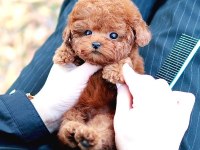 TOY POODLE YAVRULARIM