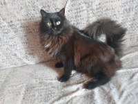 Yetişkin Norveç Orman Kedisi