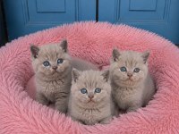 Lilac Renk Koca Yanaklı British Shorthair Yavrular
