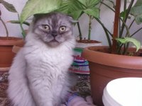 British longhair silver