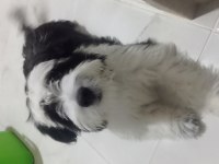 Canım oğluma yuva maltese terrier