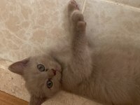 Son yavru erkek british shorthair