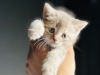 OYUNCAK GİBİ YAVRU SCOTTİSH FOLD KEDİMİZ