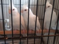 Kırmızı göz albino yavruları sultan papağanı