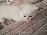 1.5 Aylık British Shorthair Yavrular