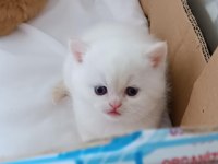 British shorthair red point erkek