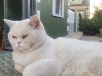 Sahiplendirme 6 yaşında british shorthair