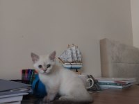Kırşehir içi 3,5 aylık british shorthair