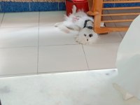 Japon spitz 5 aylık