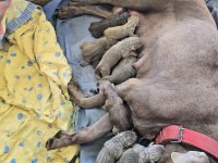 Cane Corso Yavru