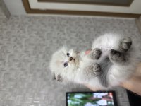 A Kalite Scottish Longhair