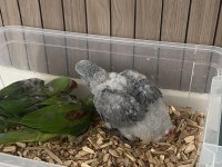 Jako Papağanı Daha Bebek