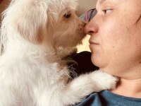 Sevimli cins köpekler