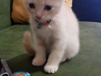 2 aylık british kedi Kuru mama yiyor tuvalet eğitimi var