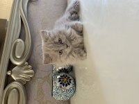 2 aylık iran kırması kedi