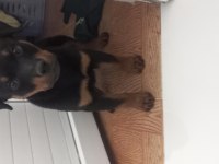 saf kan rottweiler