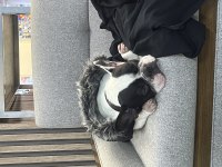 French Bulldog İstanbul İçi Sahiplendirilecektir