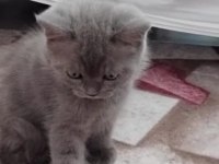 50 günlük british shorthair